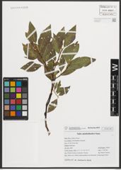 Foto von Salix mielichhoferi Saut.